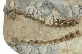 Gorgeous, Fossil Oreodont (Merycoidodon) Skull - South Dakota #249251-2